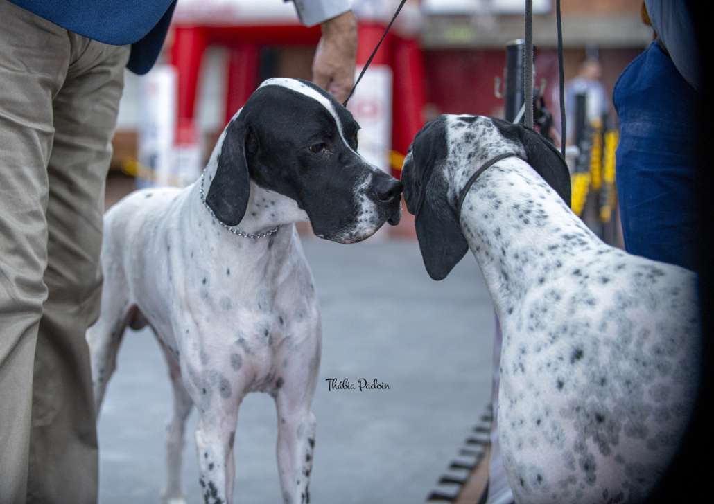 Filhotes de Pointer Ingles