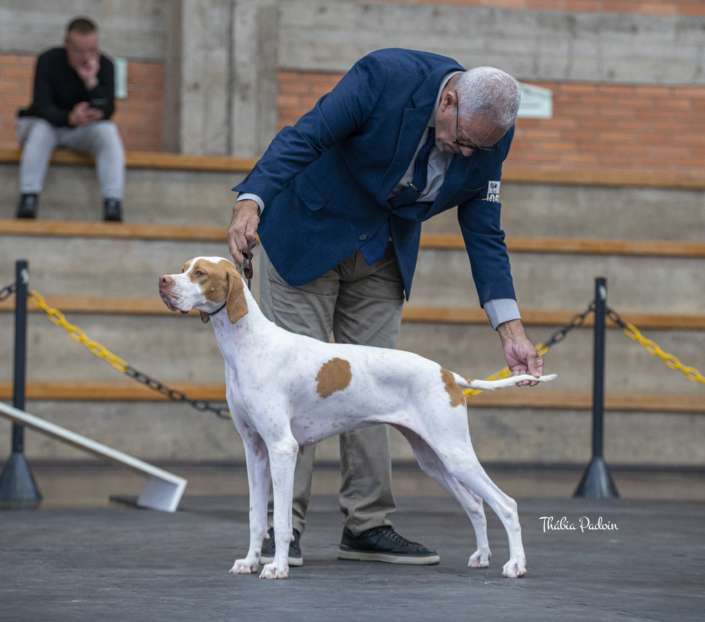 Filhotes de Pointer Ingles