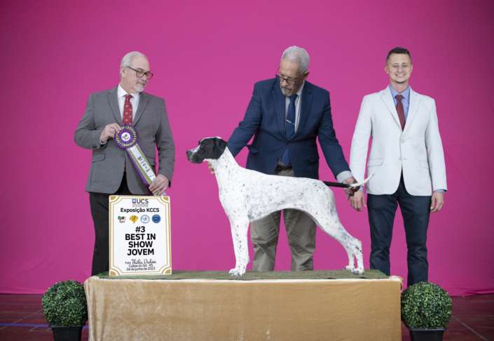 Filhotes de Pointer Ingles