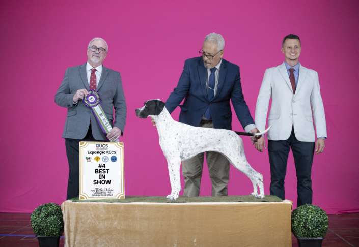 Filhotes de Pointer Ingles