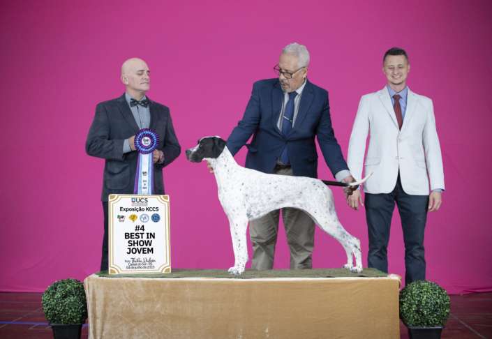 Filhotes de Pointer Ingles