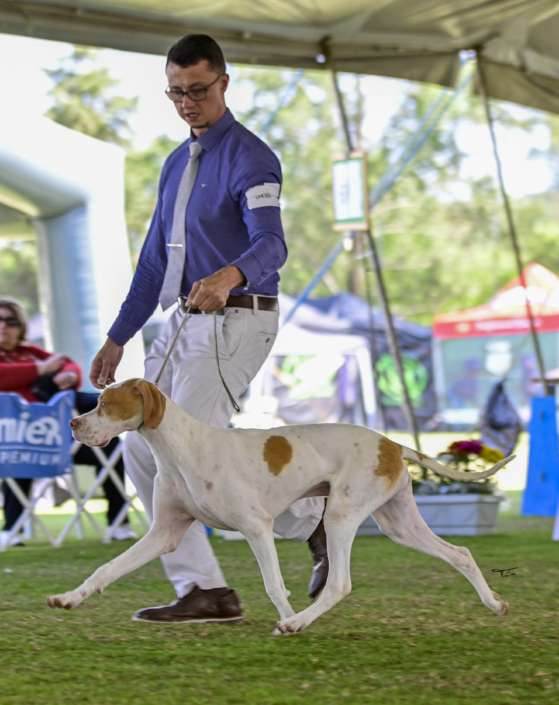 Filhotes de Pointer Ingles