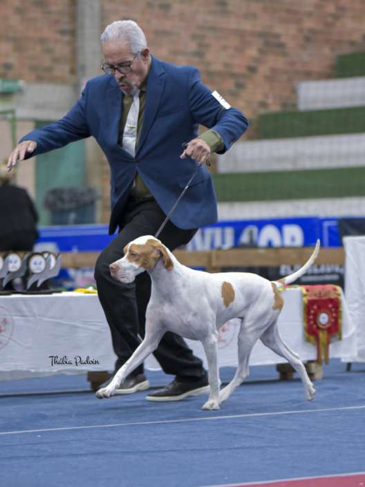 Filhotes de Pointer Ingles