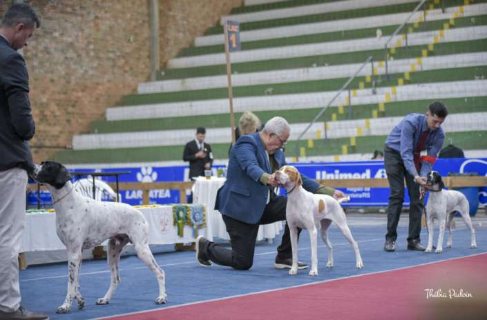 Plantel com campeões nacionais e internacionais, linhagens selecionadas de Pointer Inglês e Pintchers...
