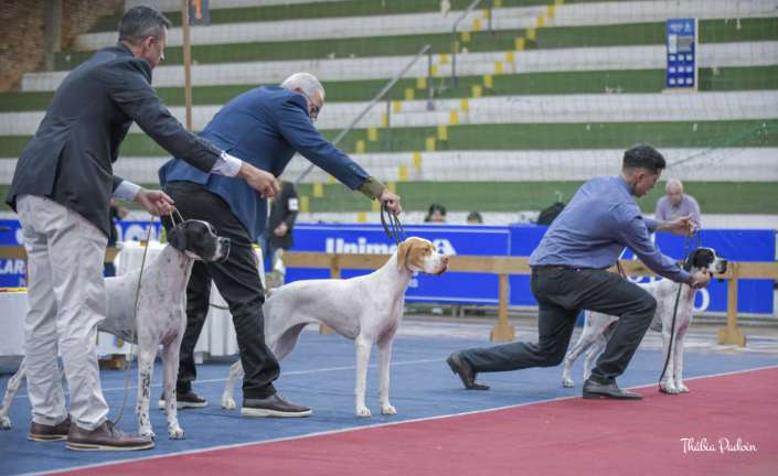 Plantel com campeões nacionais e internacionais, linhagens selecionadas de Pointer Inglês e Pintchers...