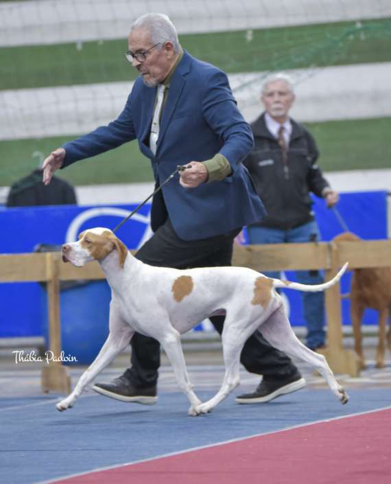 Plantel com campeões nacionais e internacionais, linhagens selecionadas de Pointer Inglês e Pintchers...