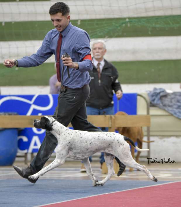 Plantel com campeões nacionais e internacionais, linhagens selecionadas de Pointer Inglês e Pintchers...