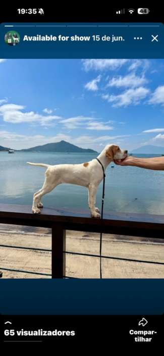 Plantel com campeões nacionais e internacionais, linhagens selecionadas de Pointer Inglês e Pintchers...