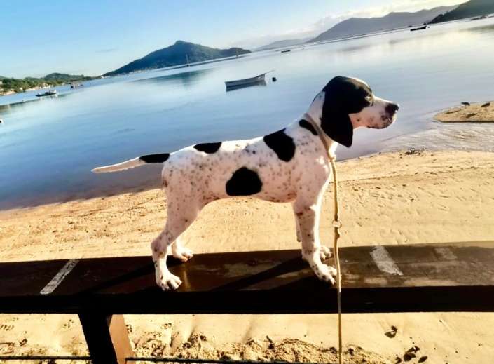 Plantel com campeões nacionais e internacionais, linhagens selecionadas de Pointer Inglês e Pintchers...