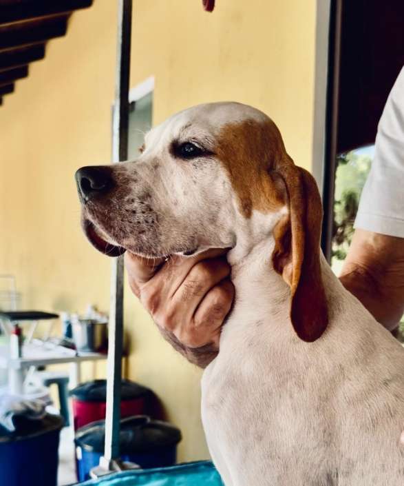 Plantel com campeões nacionais e internacionais, linhagens selecionadas de Pointer Inglês e Pintchers...