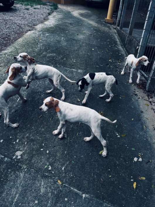 Filhotes de Pointer Ingles