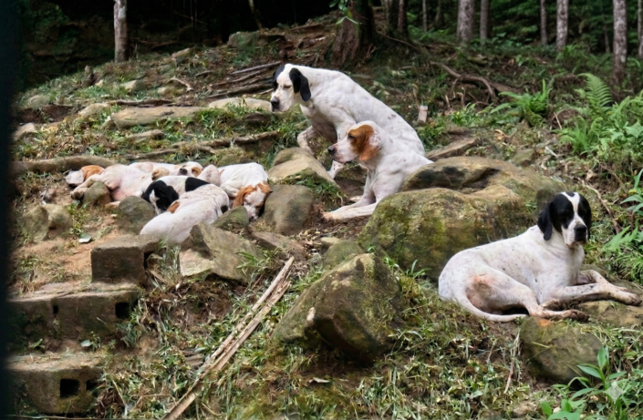 Filhotes de Pointer Ingles