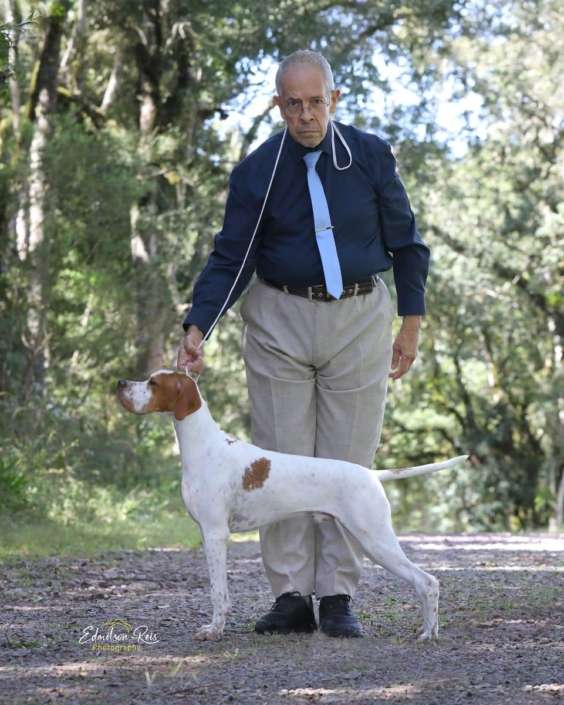 Filhotes de Pointer Ingles