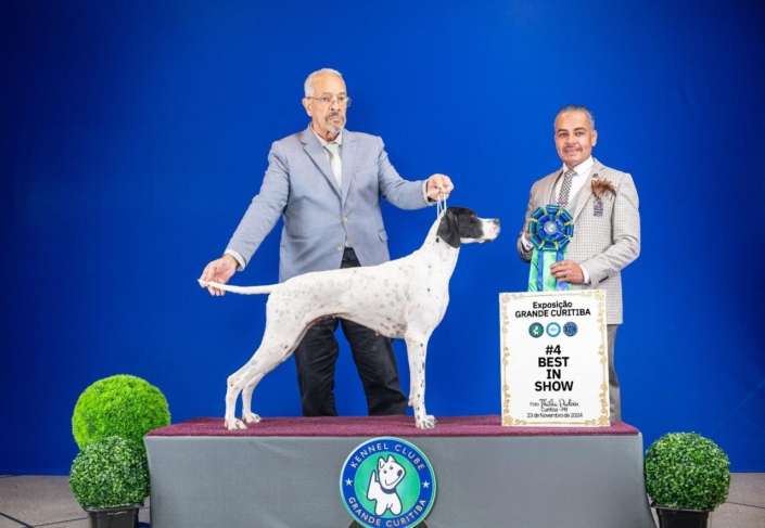 Filhotes de Pointer Ingles