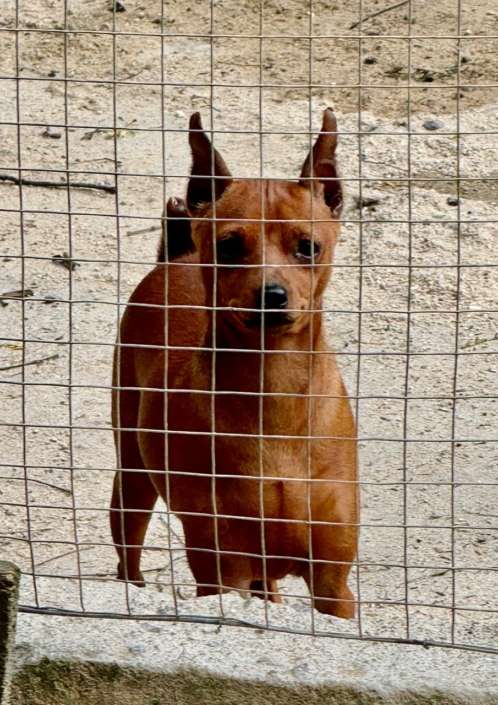 Filhotes de Pointer Ingles