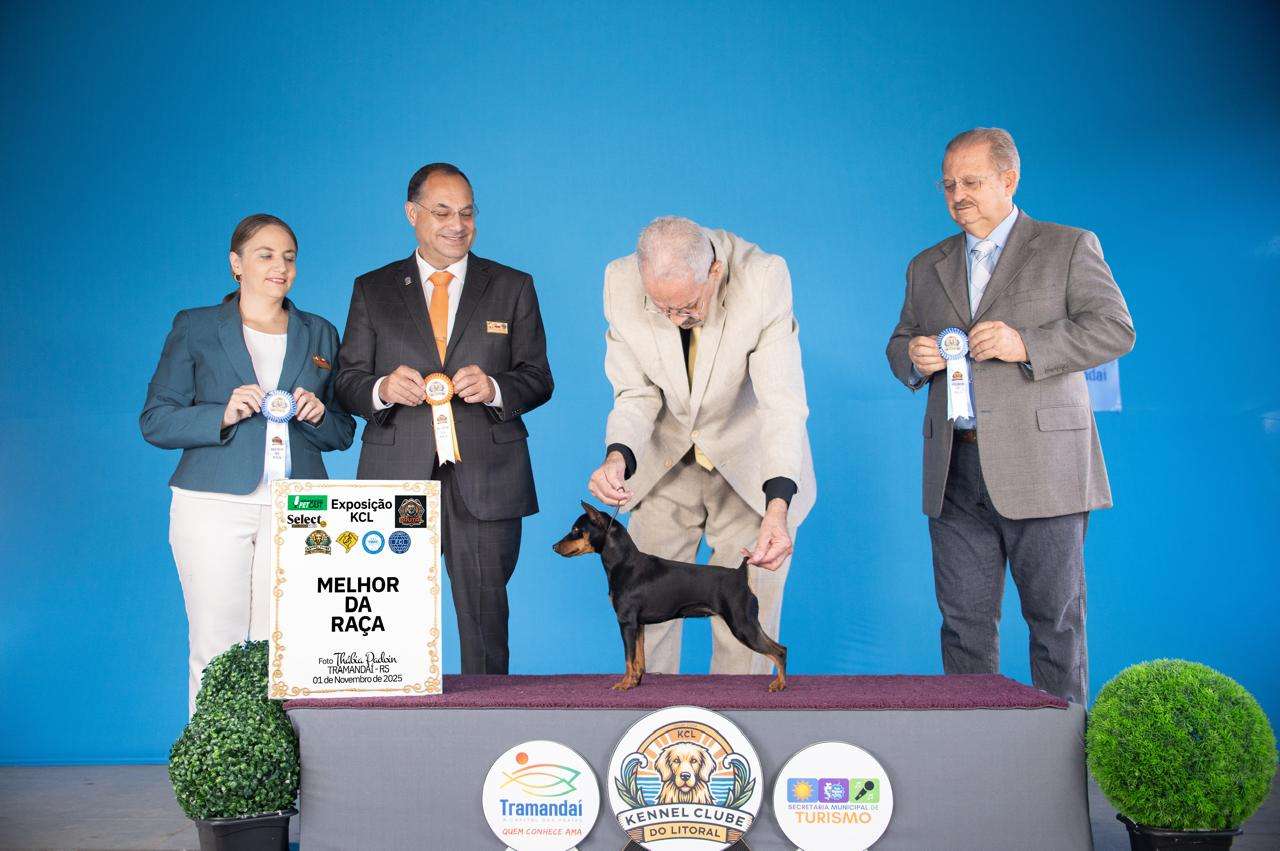 Filhotes de Pointer Ingles