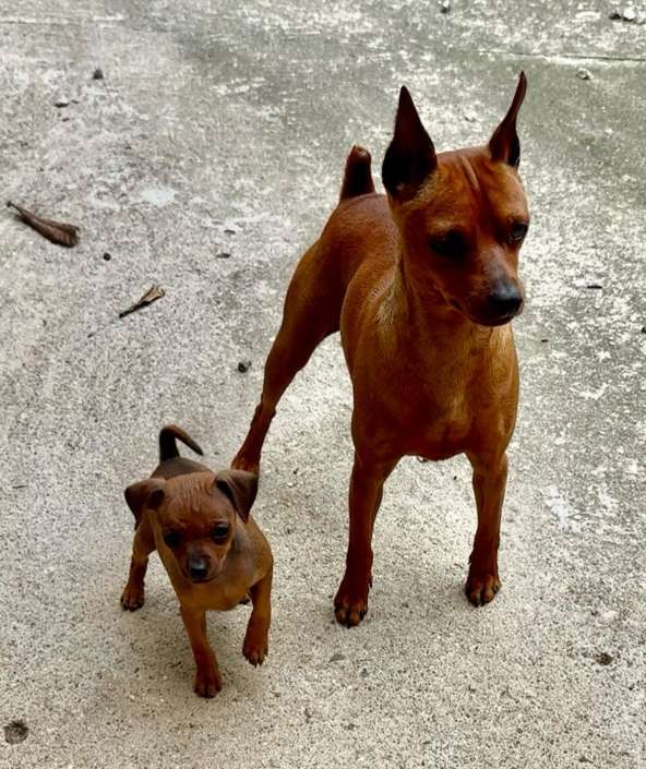 Filhotes de Pointer Ingles