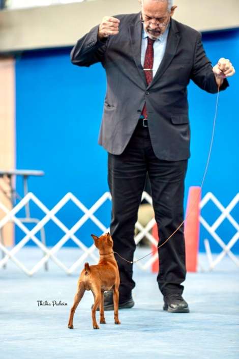 Filhotes de Pointer Ingles