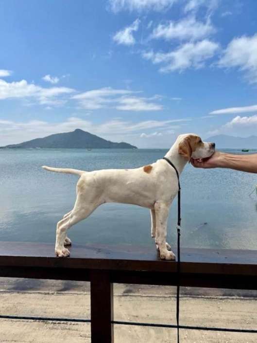 Filhotes de Pointer Ingles