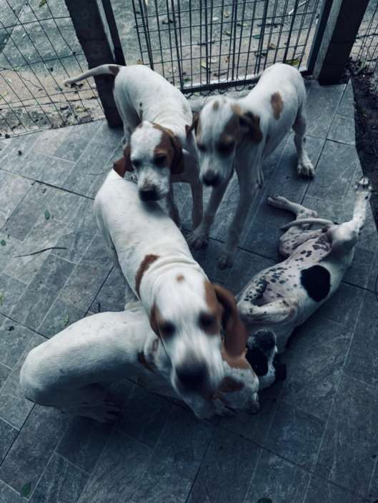 Filhotes de Pointer Ingles