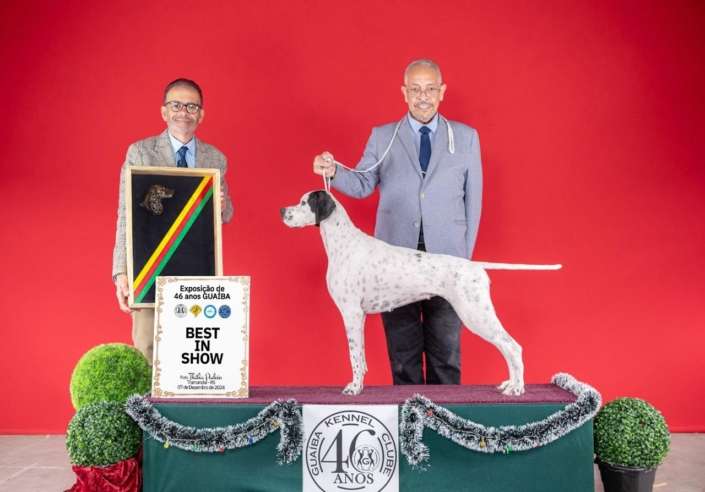 Filhotes de Pointer Ingles