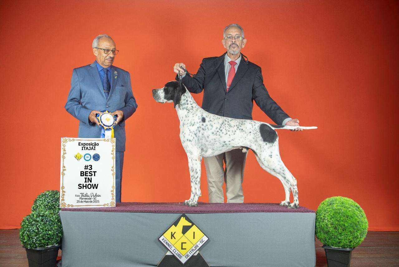 Filhotes de Pointer Ingles