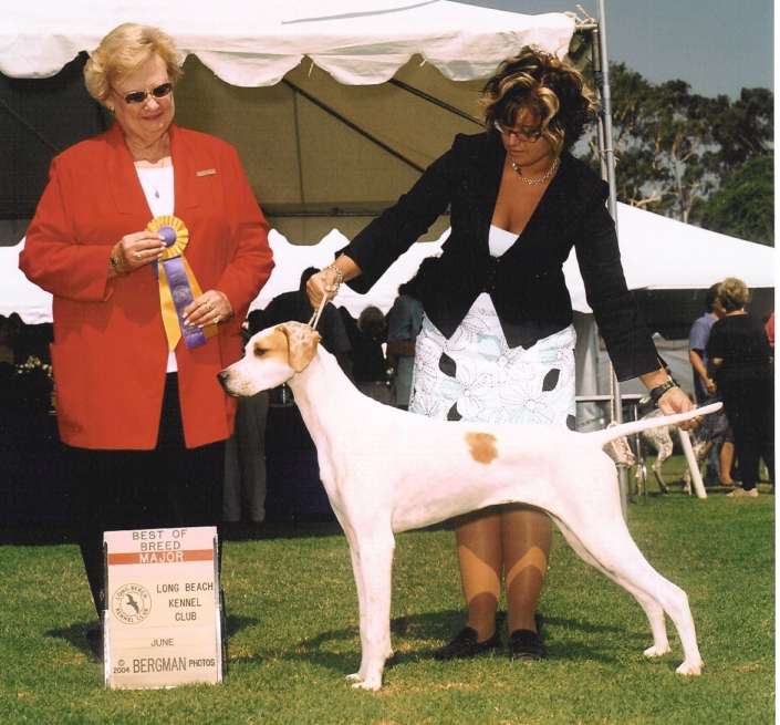 Filhotes de Pointer Ingles