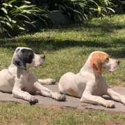 Filhotes de Pointer Ingles