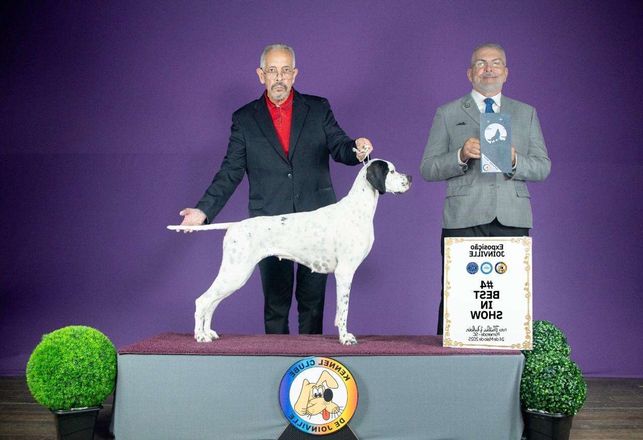 Plantel com campeões nacionais e internacionais, linhagens selecionadas de Pointer Inglês e Pintchers...